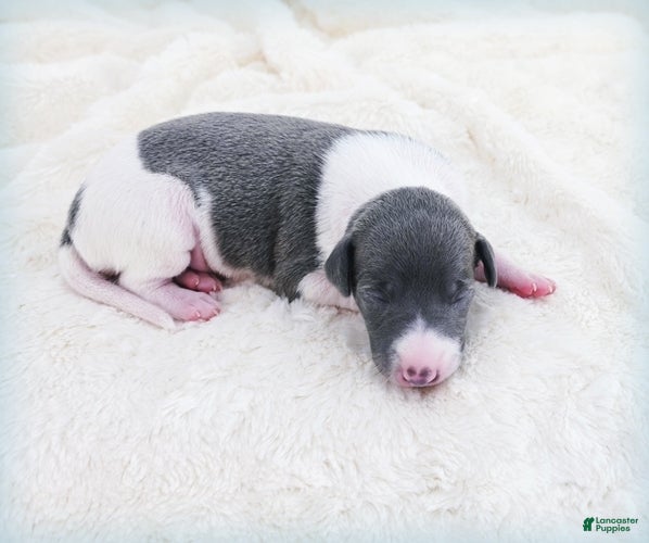 Italian Greyhound dogs Skynyrd - Ad 1