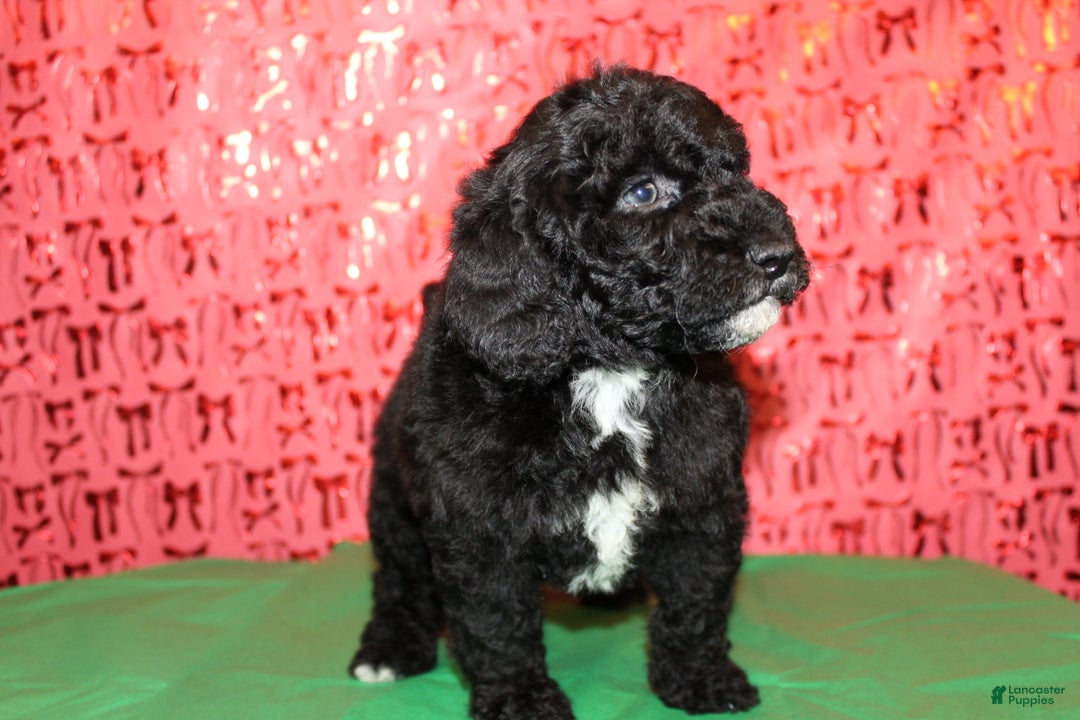 Miniature Poodle dogs for sale: Pepper - Ad 8