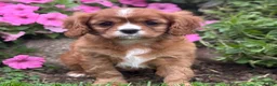 Cavalier King Charles Spaniel dogs for sale: Bella - Ad 8