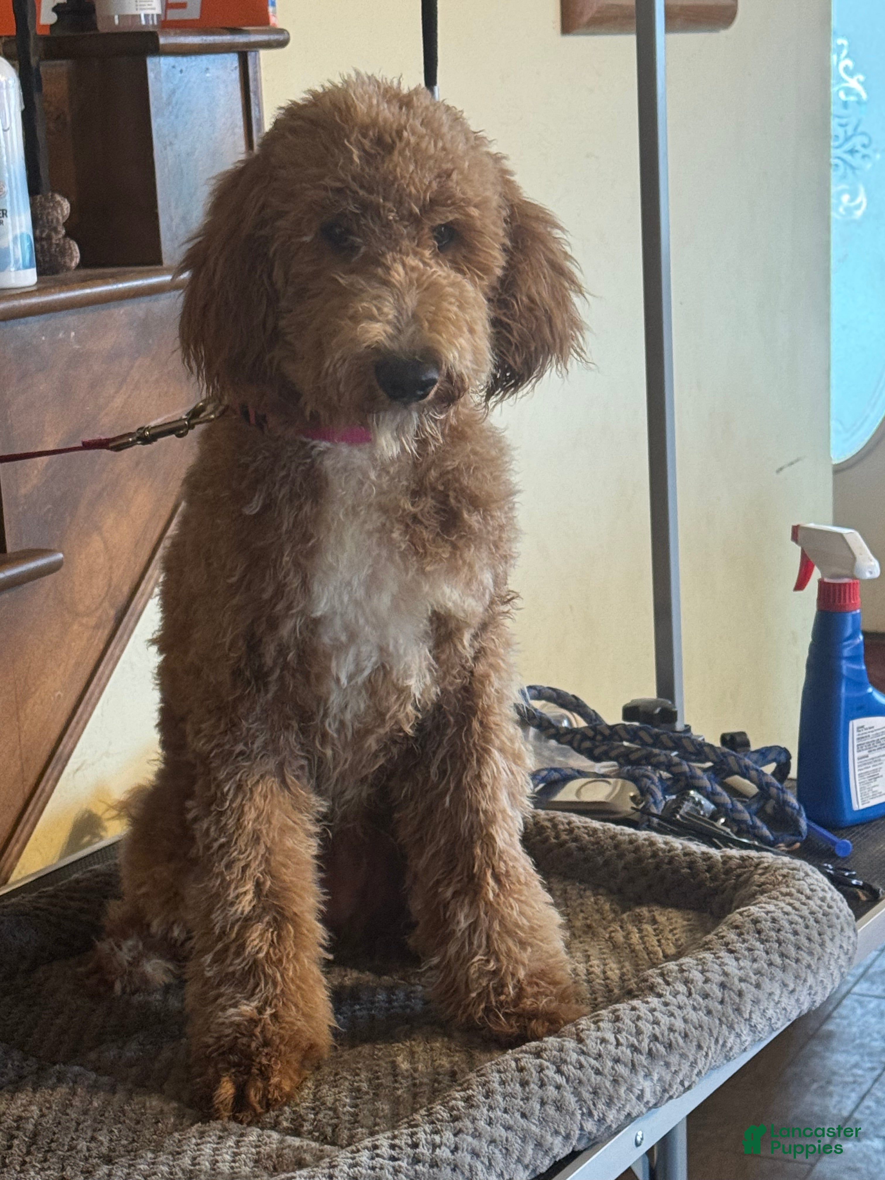 Goldendoodle dogs Goldendoodle Puppy 3 - Ad 17