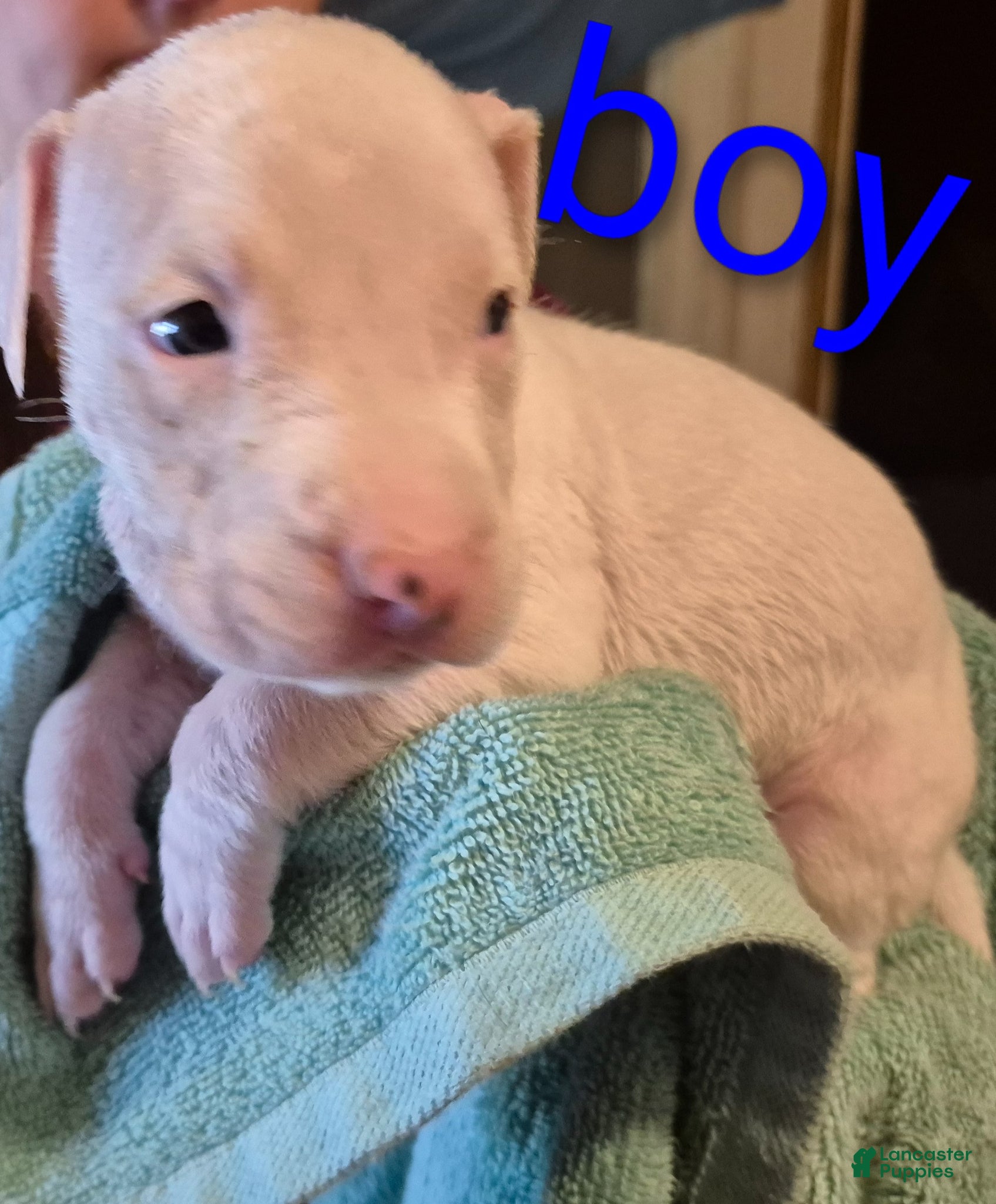 American Pit Bull Terrier dogs American Pit Bull Terrier Puppy 3 - Ad 8