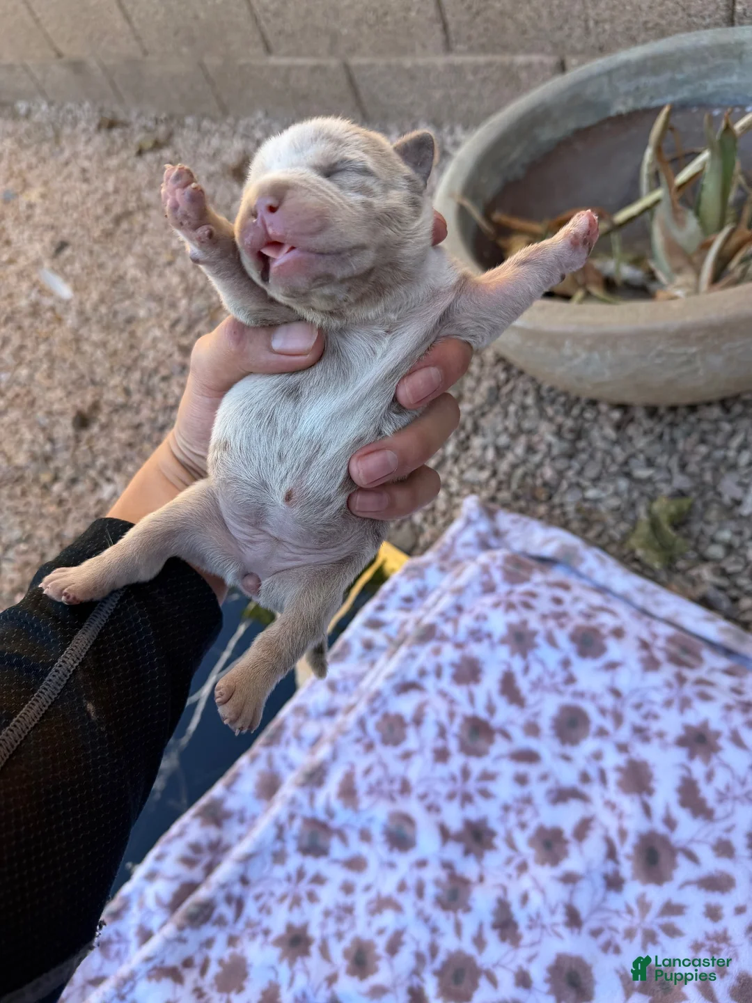 Mixed Breed dogs for sale: Mármol color - Ad 2