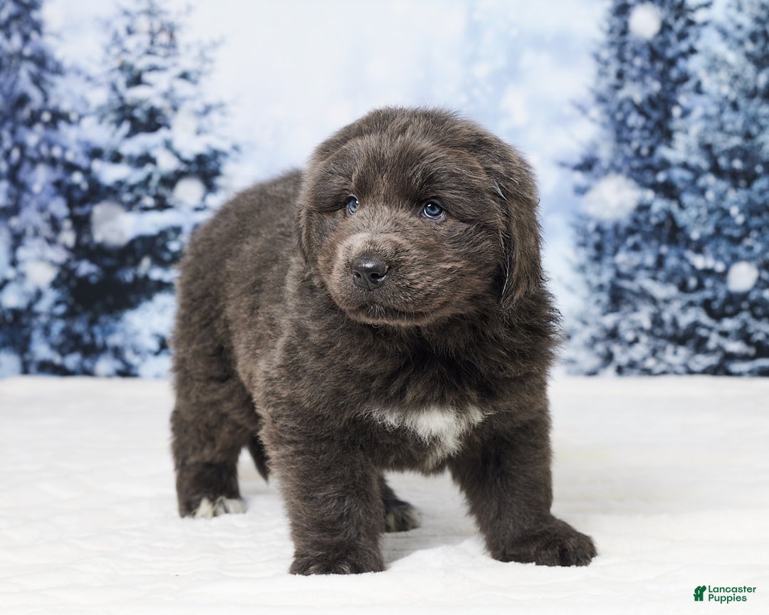 Newfoundland dogs for sale: Cole - Ad 2