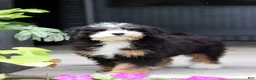 Mini Bernedoodle dogs for sale: Claire - Ad 8