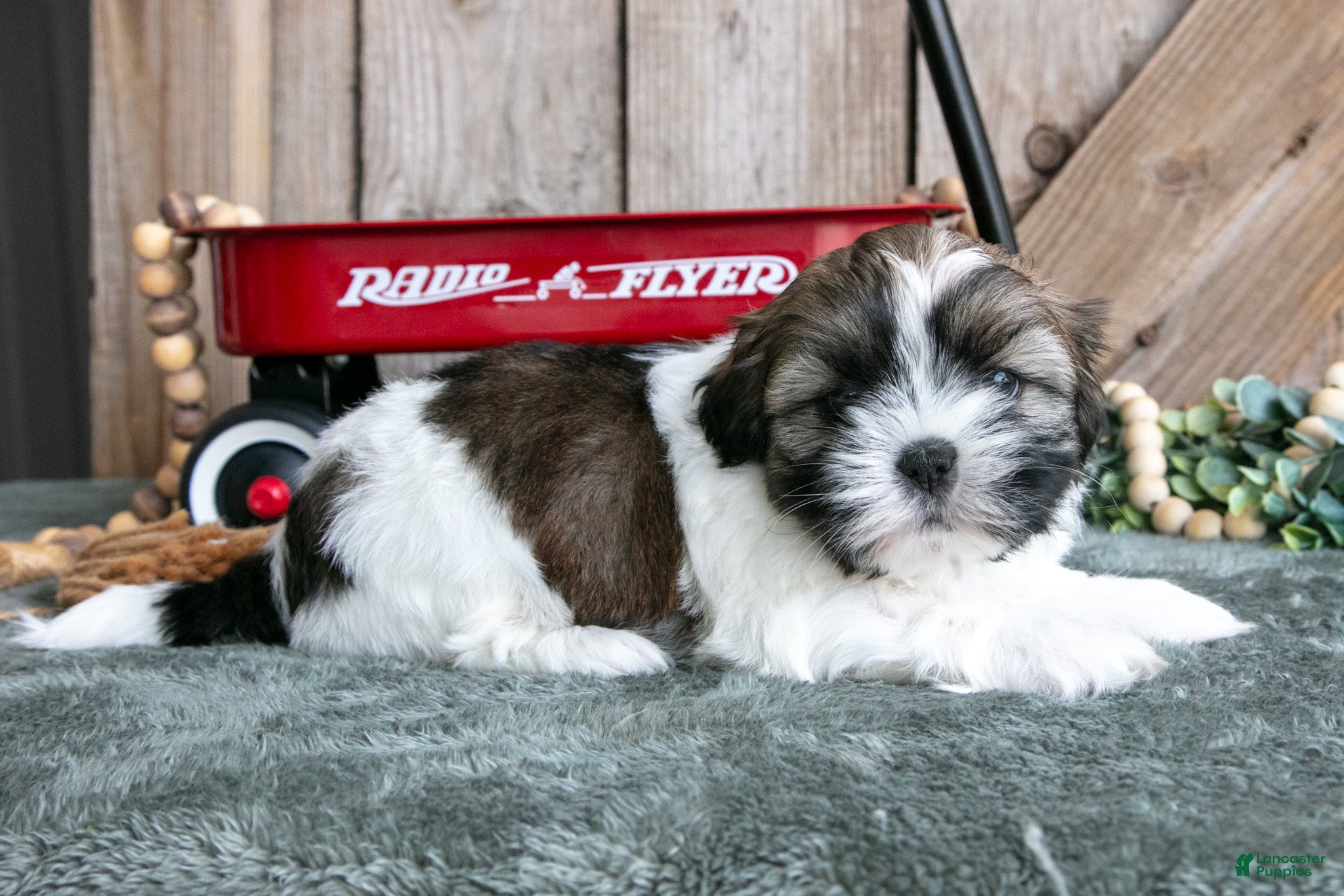 Shih Tzu dogs Joey - Ad 2