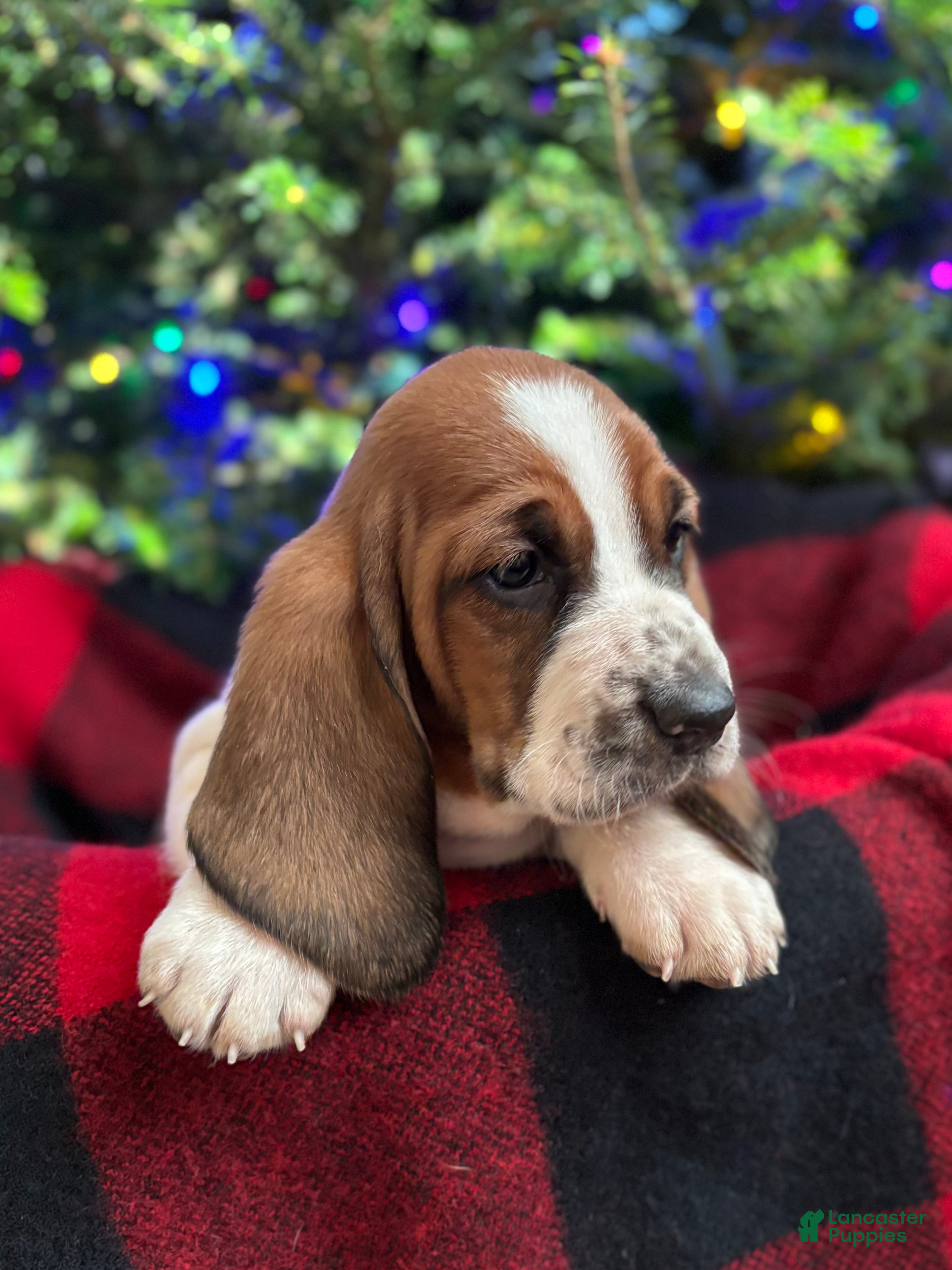 Basset Hound dogs Holly - Ad 15