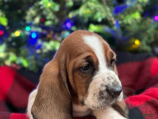 Basset Hound dogs Holly - Ad 2