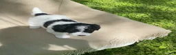 Mixed Breed dogs for sale: Strudel - Ad 12