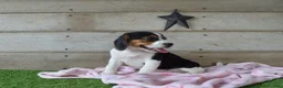 Beagle dogs for sale: Queen - Ad 5