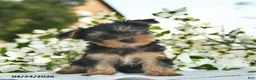 Yorkshire Terrier dogs for sale: Magnolia  - Ad 4