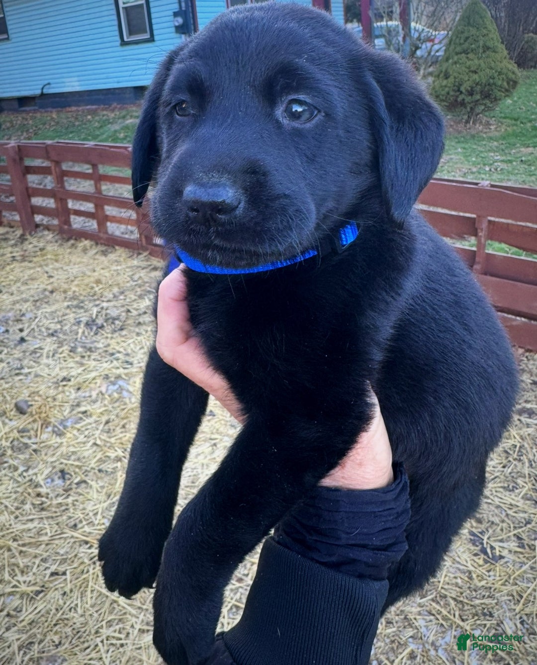 Labrador Retriever dogs for sale: Labrador Retriever Puppy 1 - Ad 4
