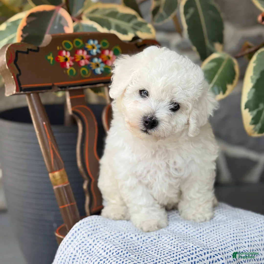 Bichon Frise dogs for sale: Jethro - Ad 1