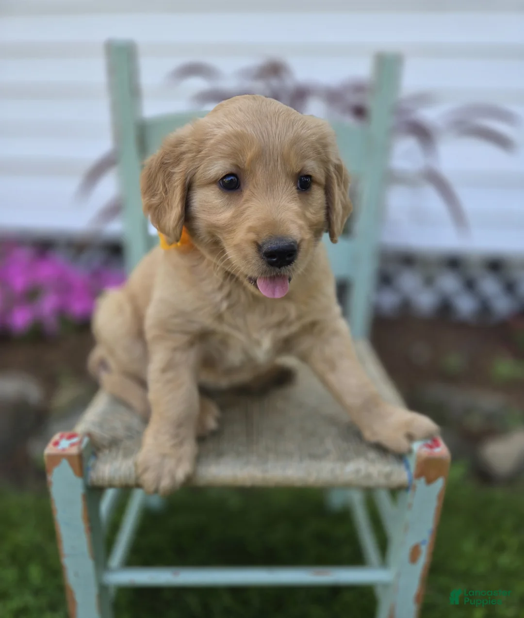 Golden Retriever dogs for sale: Tammy - Ad 6