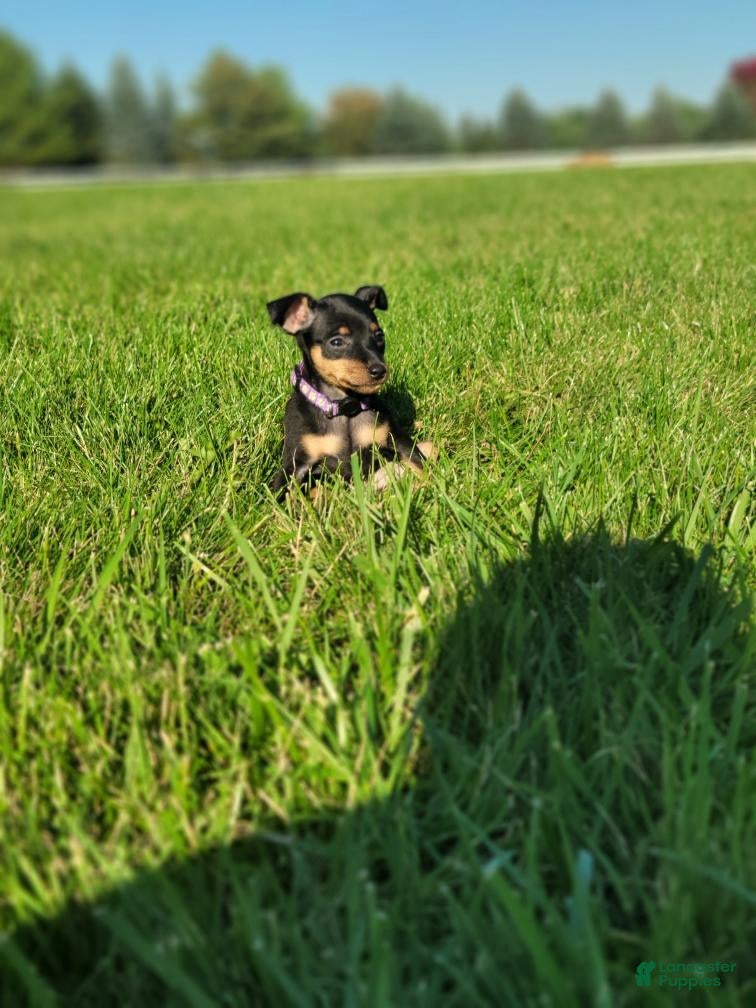 Miniature Pinscher dogs Miniature Pinscher 2 - Ad 2