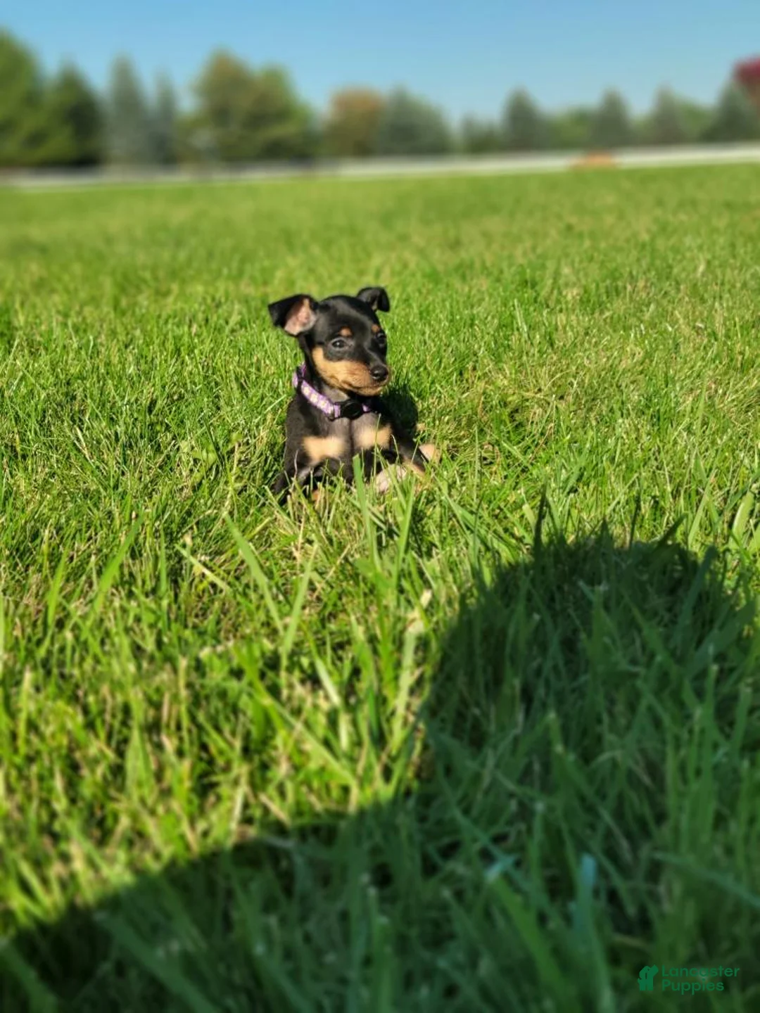 Miniature Pinscher dogs for sale: Miniature Pinscher 2 - Ad 2