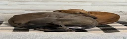 Italian Greyhound dogs for sale: Taz - Ad 4