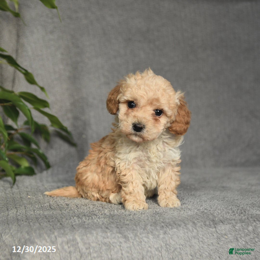 Cockapoo dogs for sale: Taffy - Ad 2