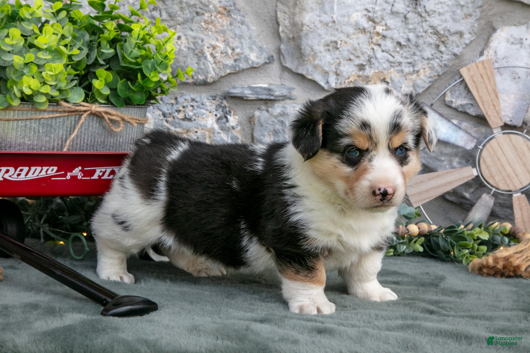 Welsh Corgi Pembroke dogs Oliver - Ad 42