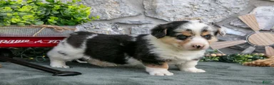 Oliver