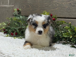 Australian Shepherd dogs Ellie - Ad 18
