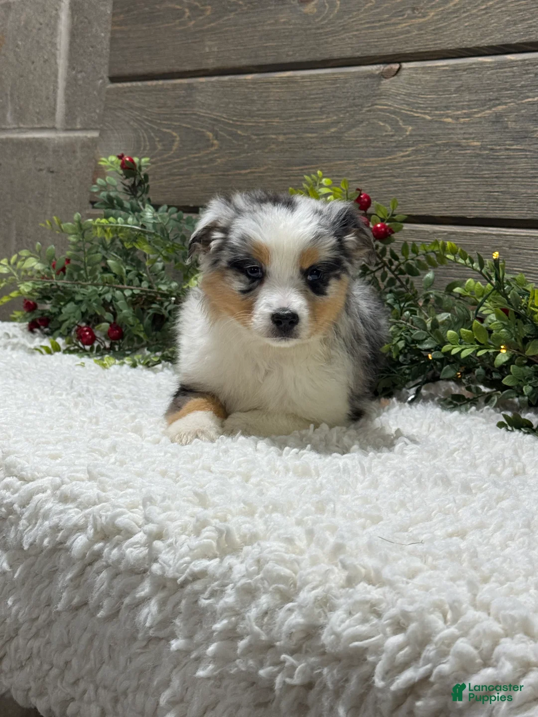 Australian Shepherd dogs for sale: Ellie - Ad 1