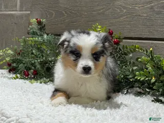 Australian Shepherd dogs Ellie - Ad 35
