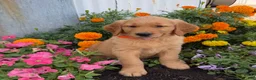 Golden Retriever dogs for sale: Hank - Ad 4