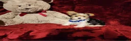 Yorkshire Terrier dogs for sale: JESTER - Ad 6