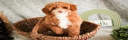Miniature Poodle dogs for sale: Elenor - Ad 8
