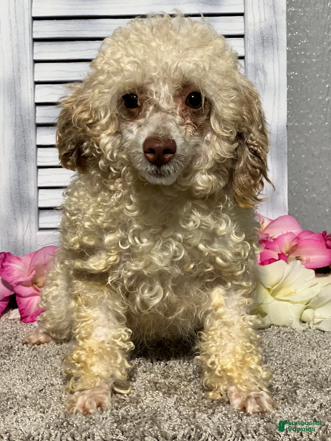 Miniature Poodle dogs for sale: Kevin - Ad 6