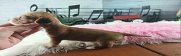 Dachshund dogs for sale: Nationwide delivery. Sugar pies red and white girl - Ad 6