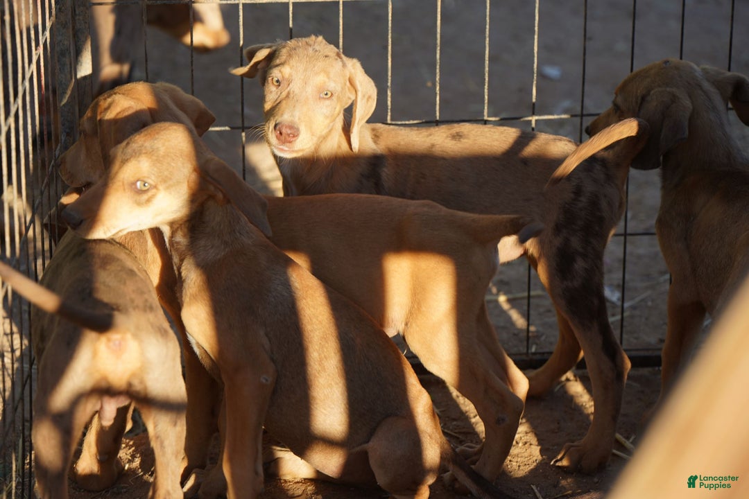 Mixed Breed dogs for sale: POL Lilac Fawn Merle F RT - Ad 11