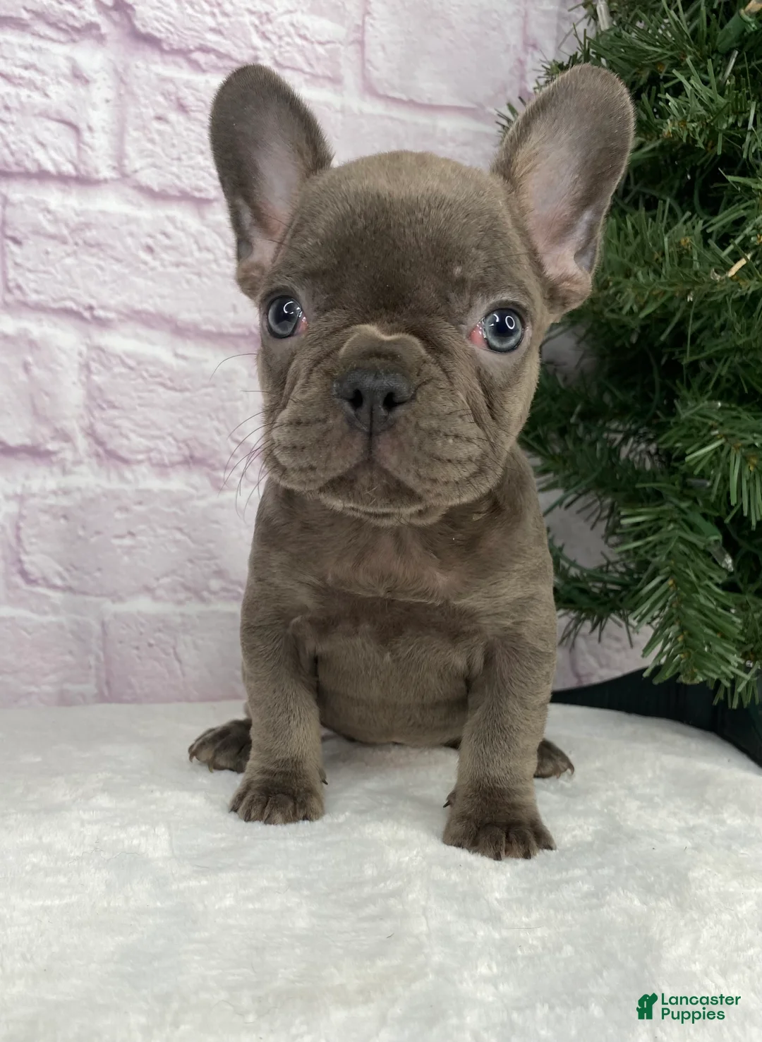 French Bulldog dogs for sale: Paisley  - Ad 2