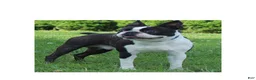 Boston Terrier dogs for sale: Levi - Ad 7