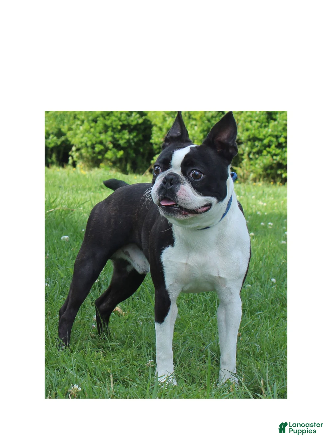 Boston Terrier dogs for sale: Levi - Ad 7