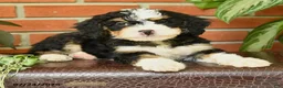Bernedoodle dogs for sale: James   - Ad 3
