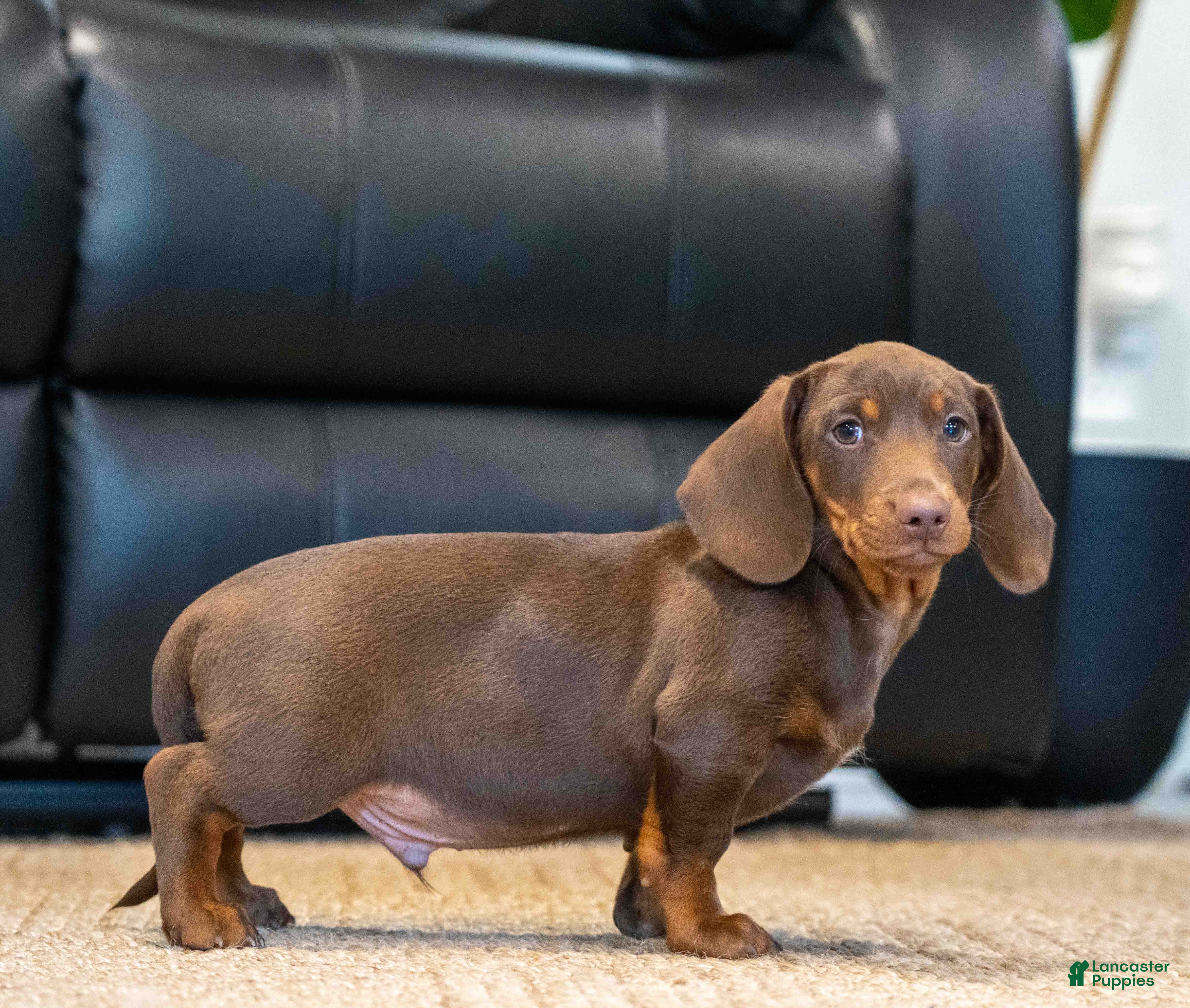 Miniature Dachshund dogs Tootsie - Ad 2