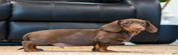 Miniature Dachshund dogs for sale: Tootsie - Ad 2