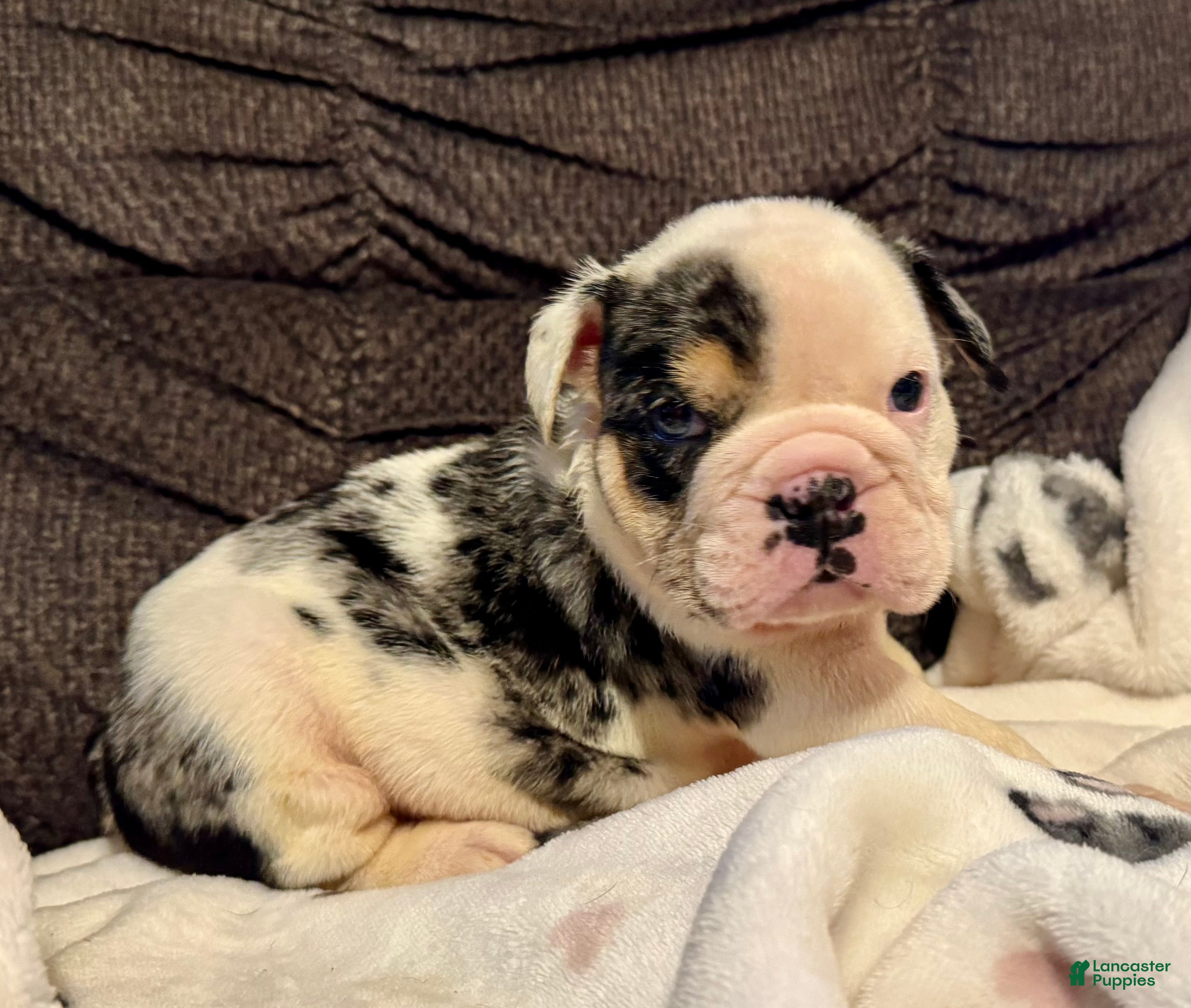 English Bulldog dogs for sale: Snickers - Ad 4