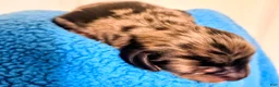 Dachshund dogs for sale: Dachshund 2 - Ad 4