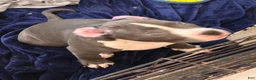 American Bully dogs for sale: American Bully 2 - Ad 4