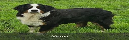 Mini Bernedoodle dogs for sale: Aspen - Ad 9