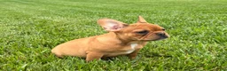French Bulldog dogs for sale: Everest  - Ad 6