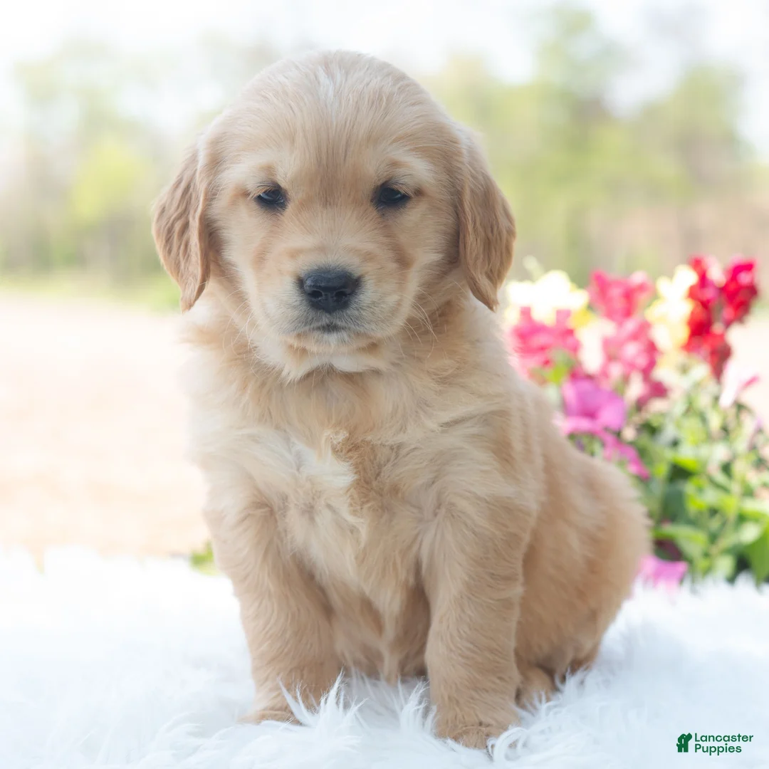 Golden Retriever dogs for sale: Meadow - Ad 2