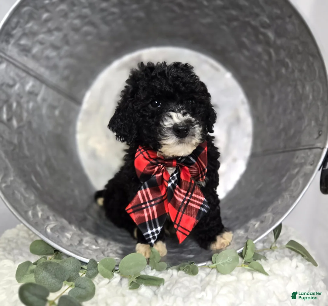 Mini Sheepadoodle dogs for sale: Lucky - Ad 2