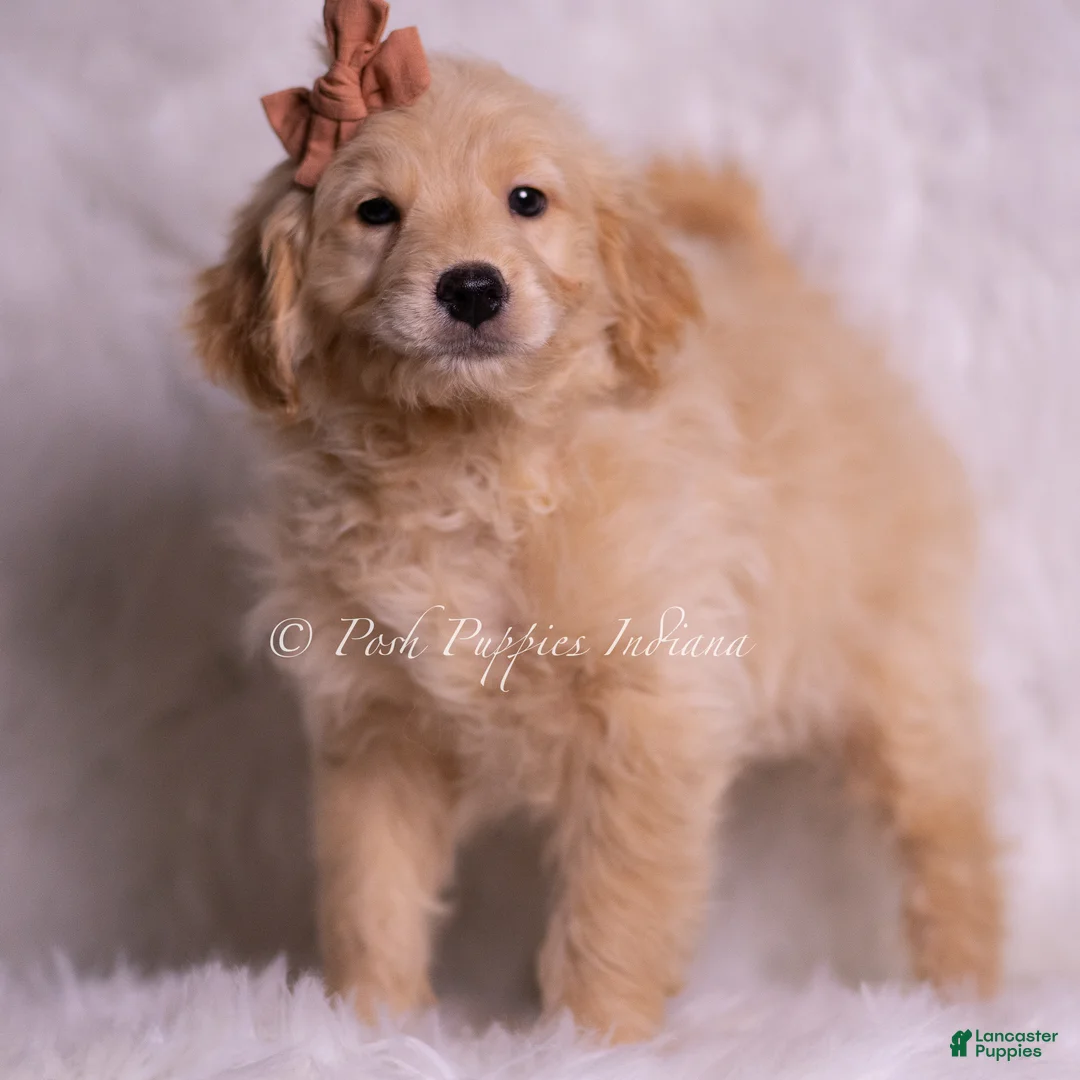 Mini Goldendoodle dogs for sale: Nico - Ad 1