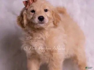 Mini Goldendoodle dogs Nico - Ad 4