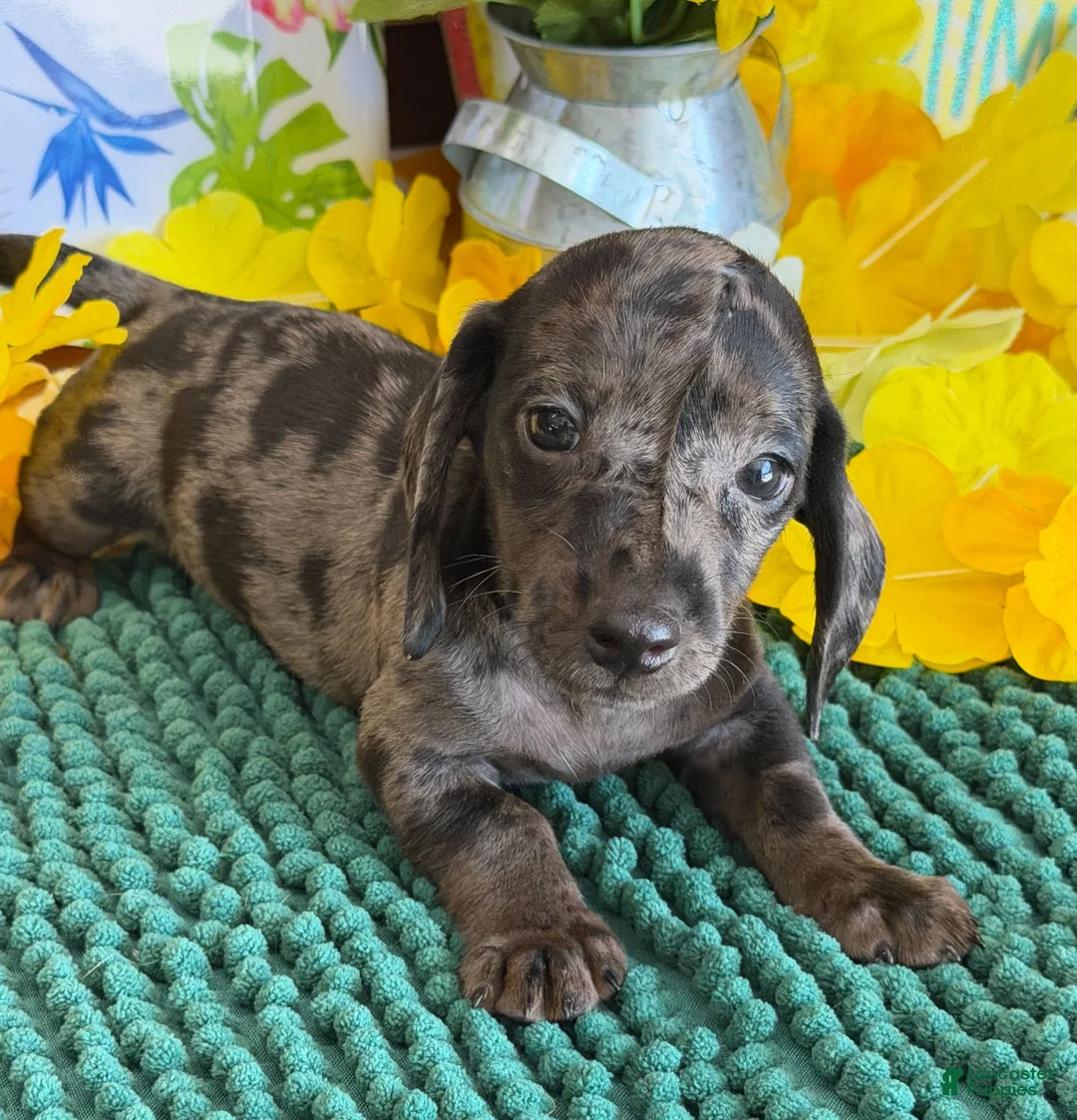 Miniature Dachshund dogs for sale: Speckles Wire - Ad 4