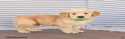Golden Retriever dogs for sale: Jasper - Ad 4