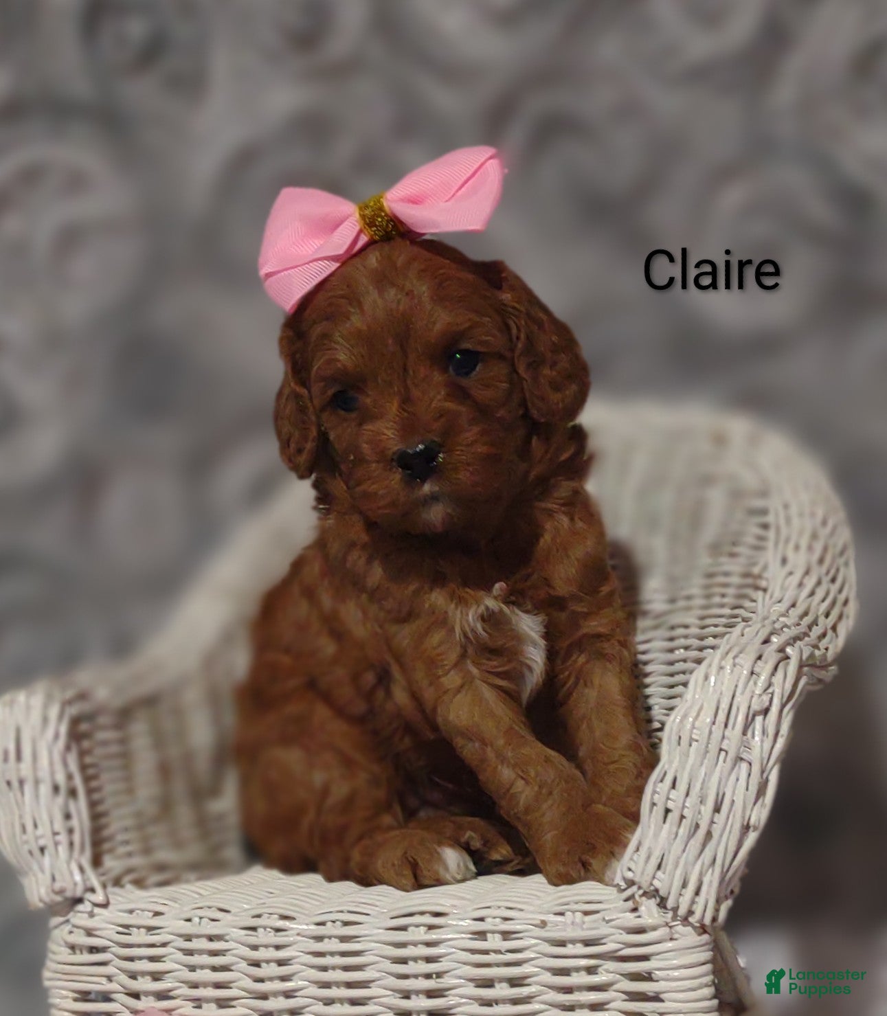 Cavapoo dogs Claire - Ad 2